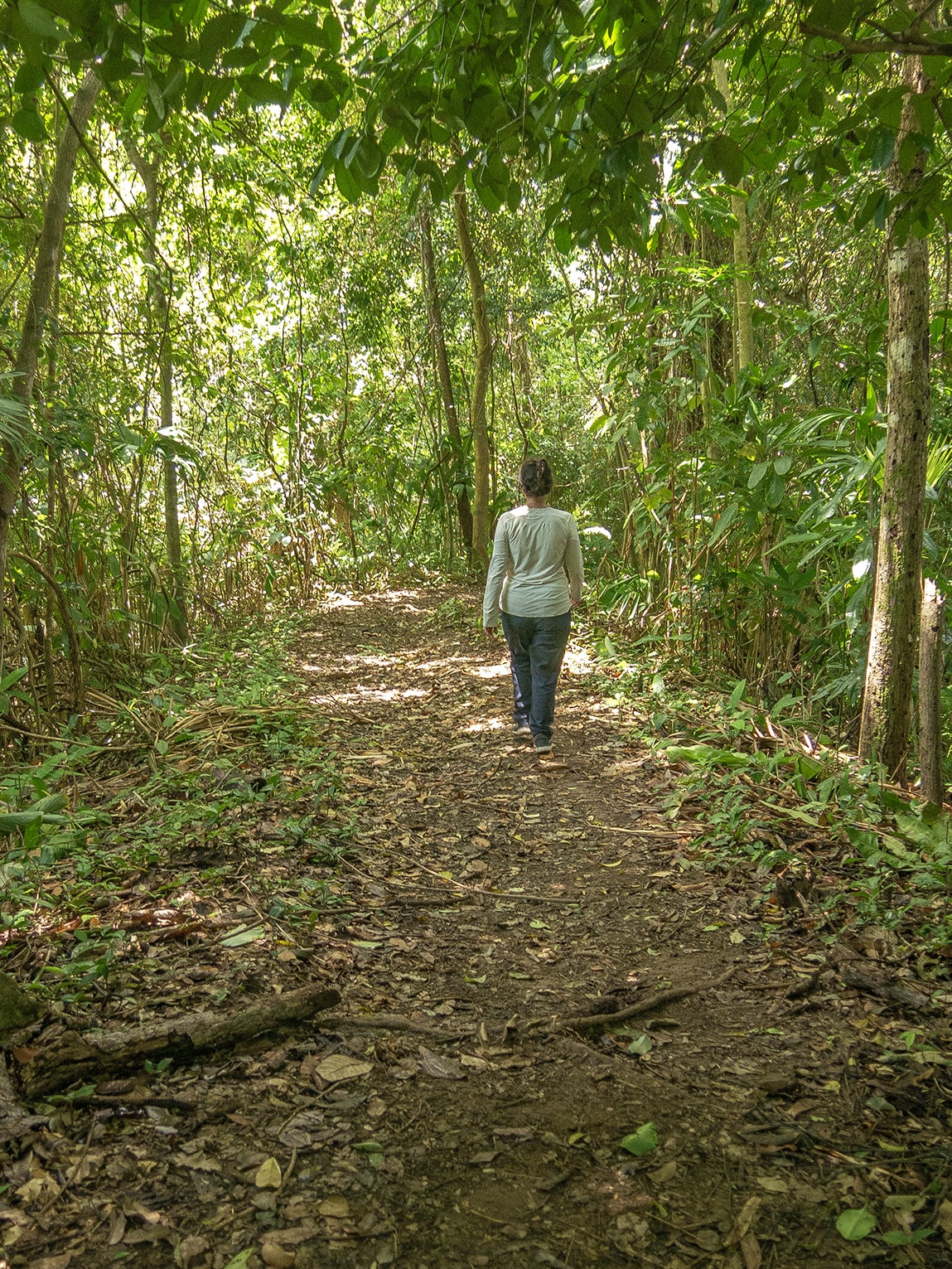 Randonnée dans la forêt vers le mirador de Capurgana, Sapzurro (Choco caribéen), Colombie