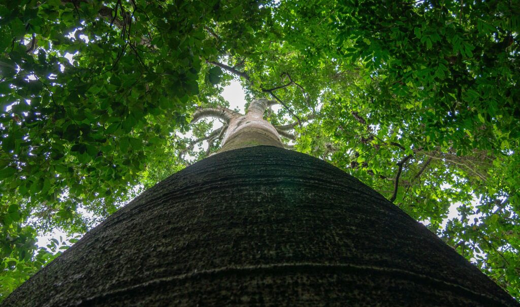 Bosque de los Gigantes, San Fransisco (Choco caraïbe), Colombie