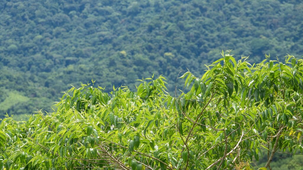 Mirador de Capurganá Sapzurro, Caribbean Choco, Kolumbien