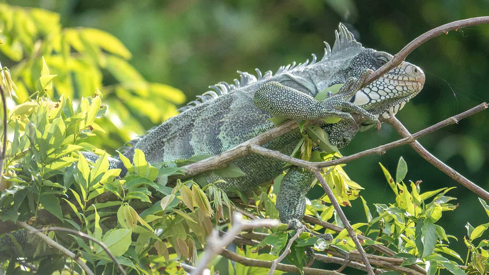 Iguane vert, rio Guayabero, La Macarena (Meta), Colombie