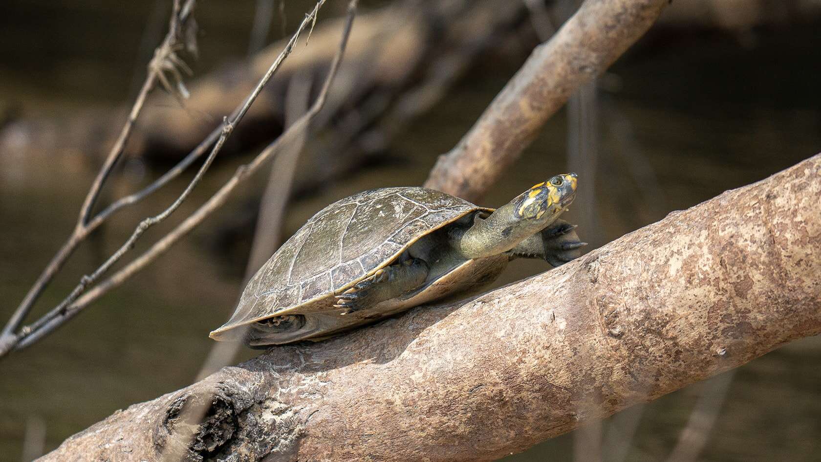 Tortue, rio Guayabero, La Macarena (Meta), Colombie
