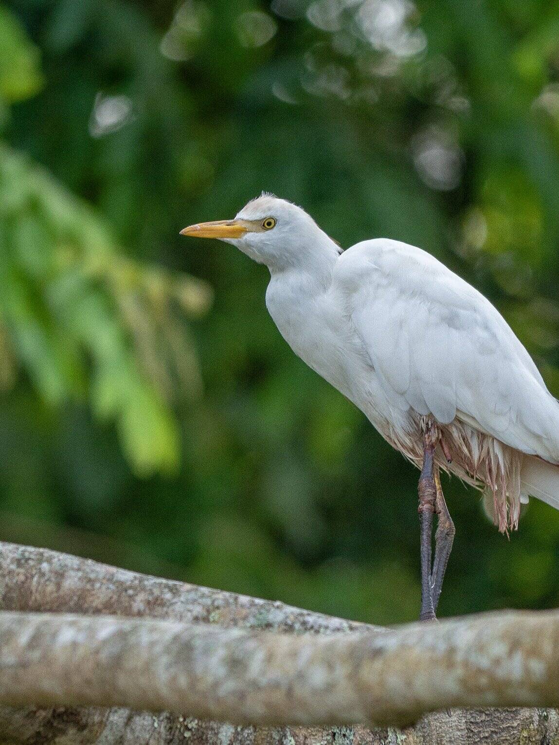 Aigrette blanche, rio Guayabero, La Macarena (Meta), Colombie