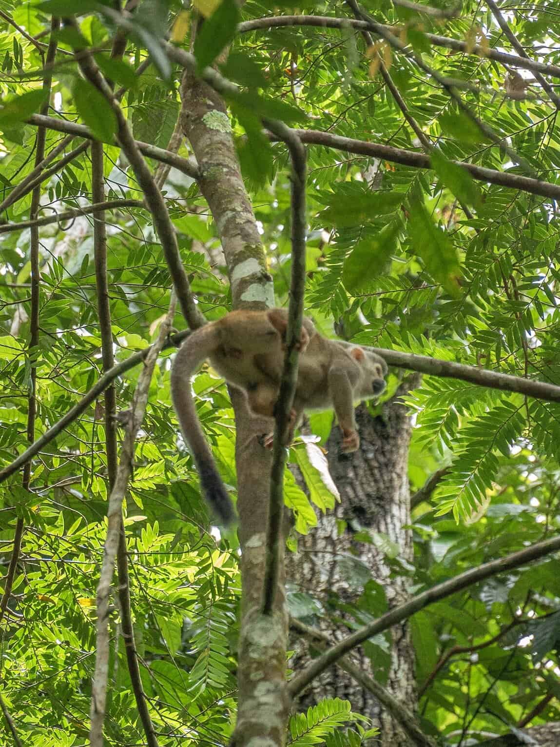 Singe écureuil, rio Guayabero, La Macarena (Meta), Colombie