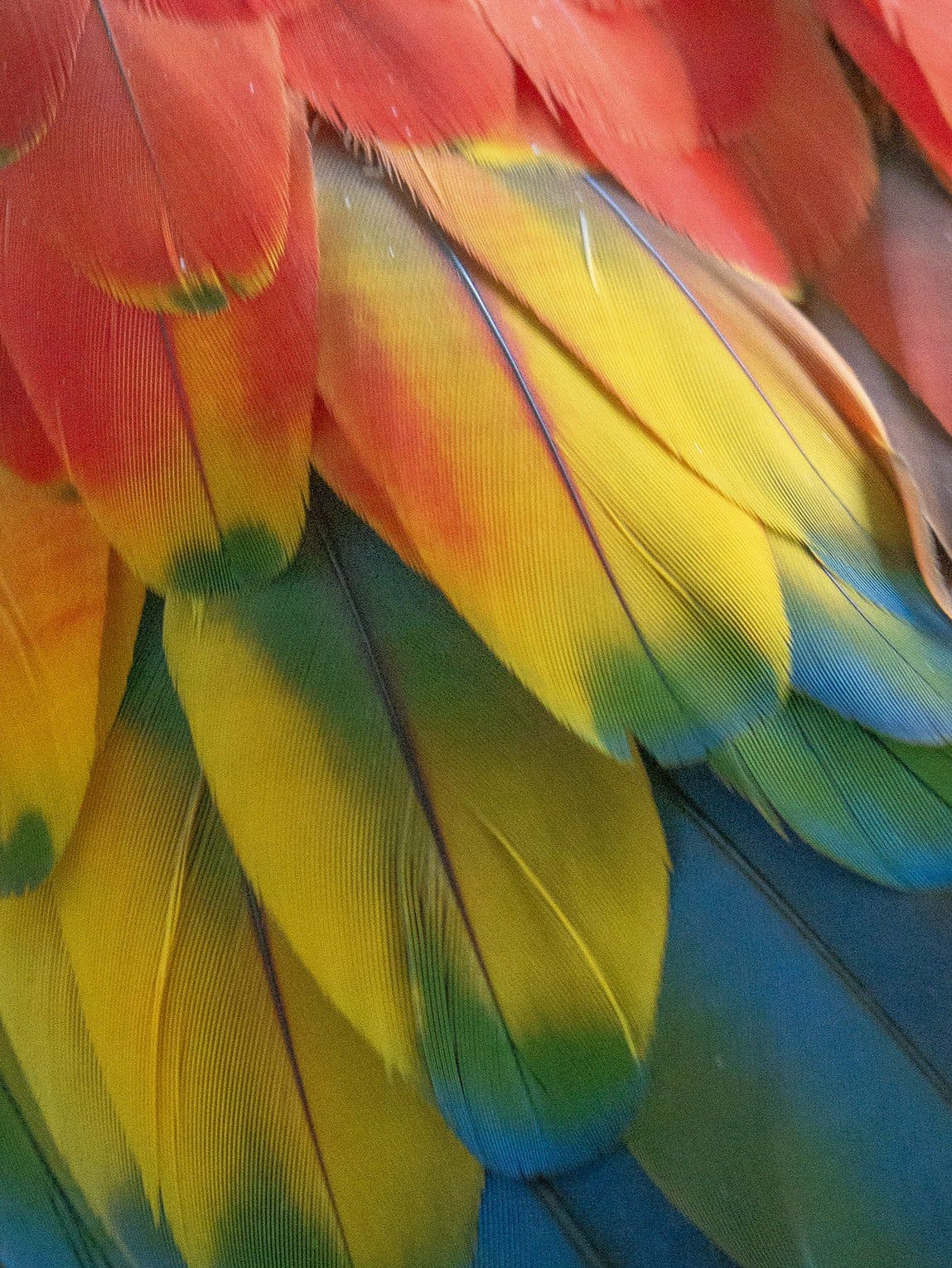 Plumes de ara, rio Guayabero, La Macarena (Meta), Colombie