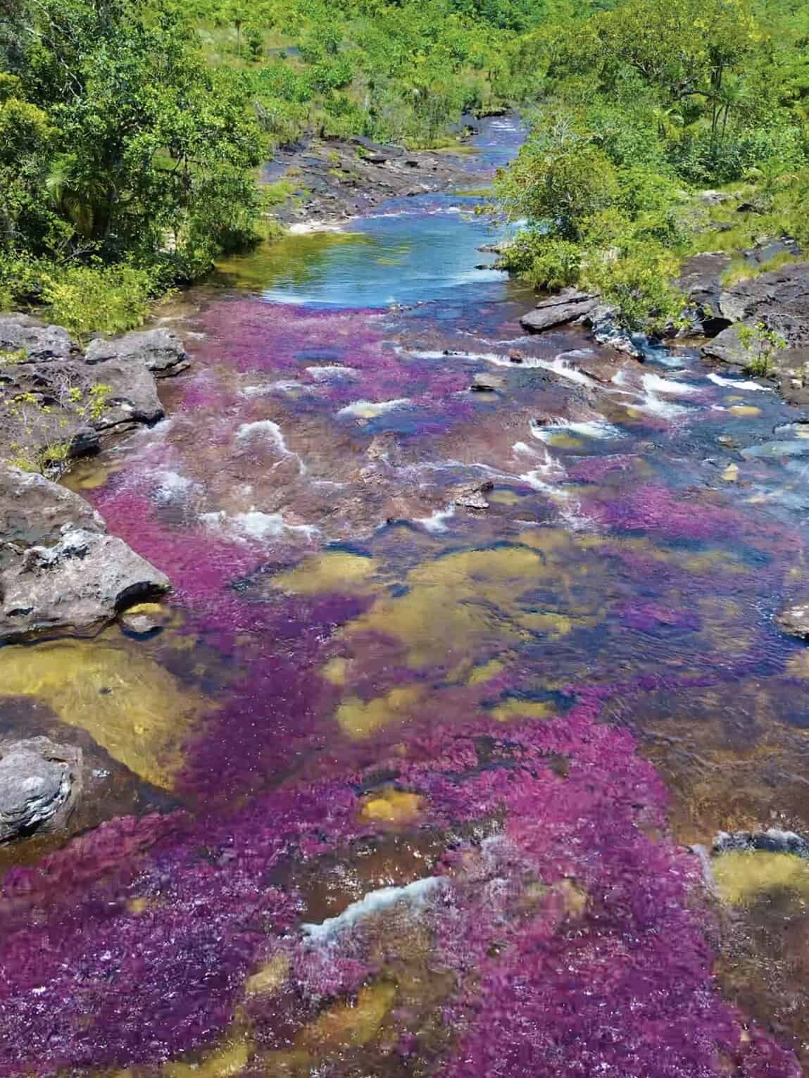Caño Cristales dans le Parc National Sierra de La Macarena, Colombie