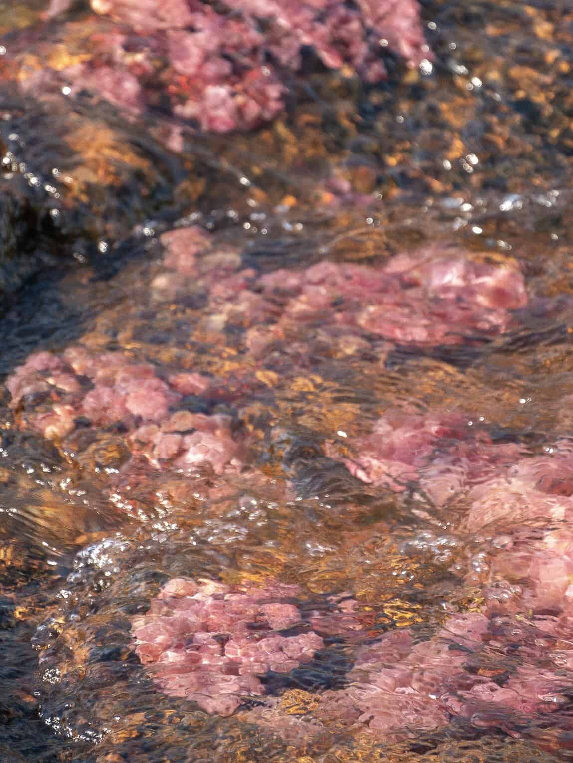 Macarenia Clavigera, Parc National Sierra de la Macarena, Colombie