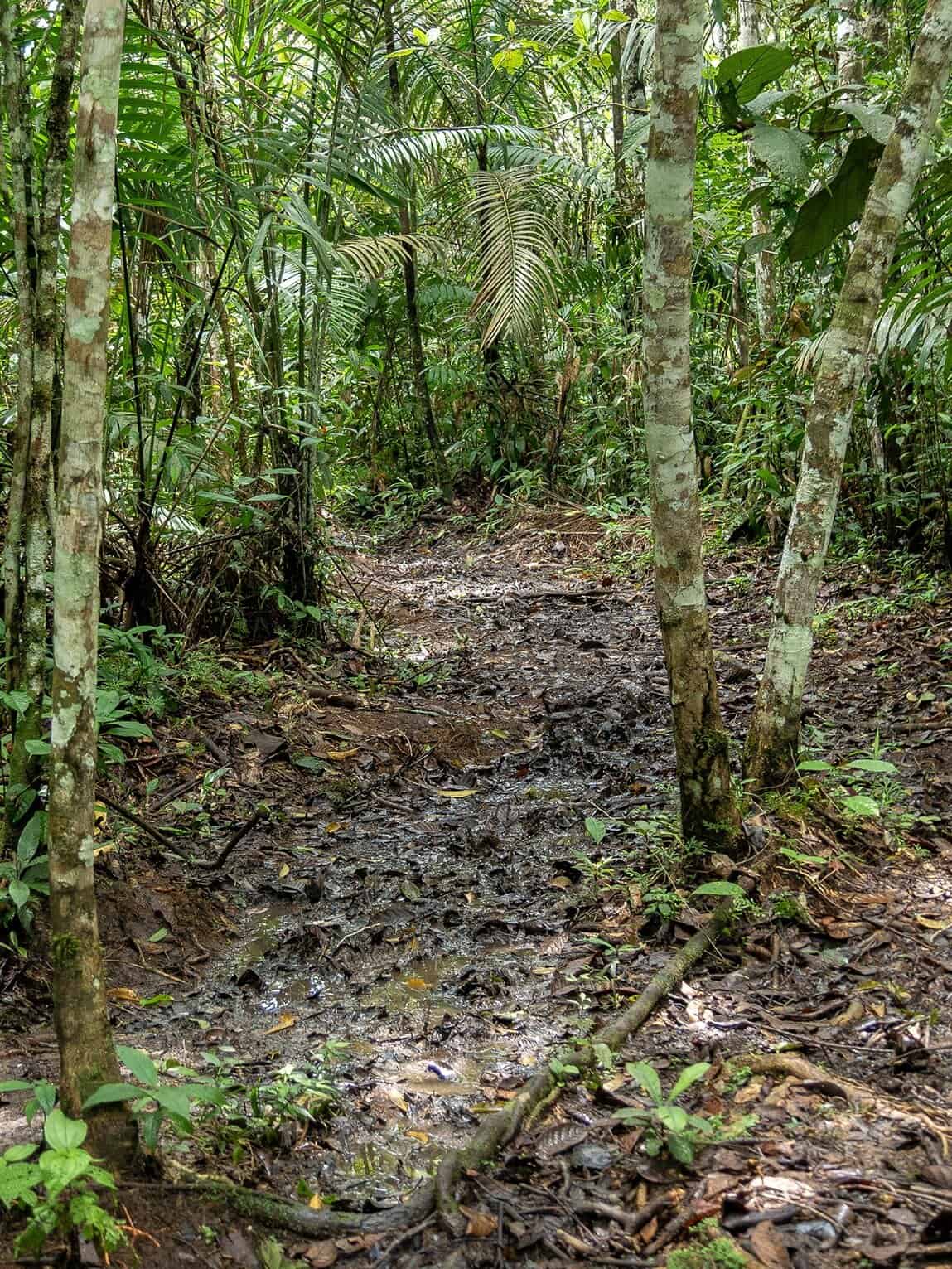Sentier Laguna del Silencio, Parc National Sierra de la Macarena (Meta), Colombie
