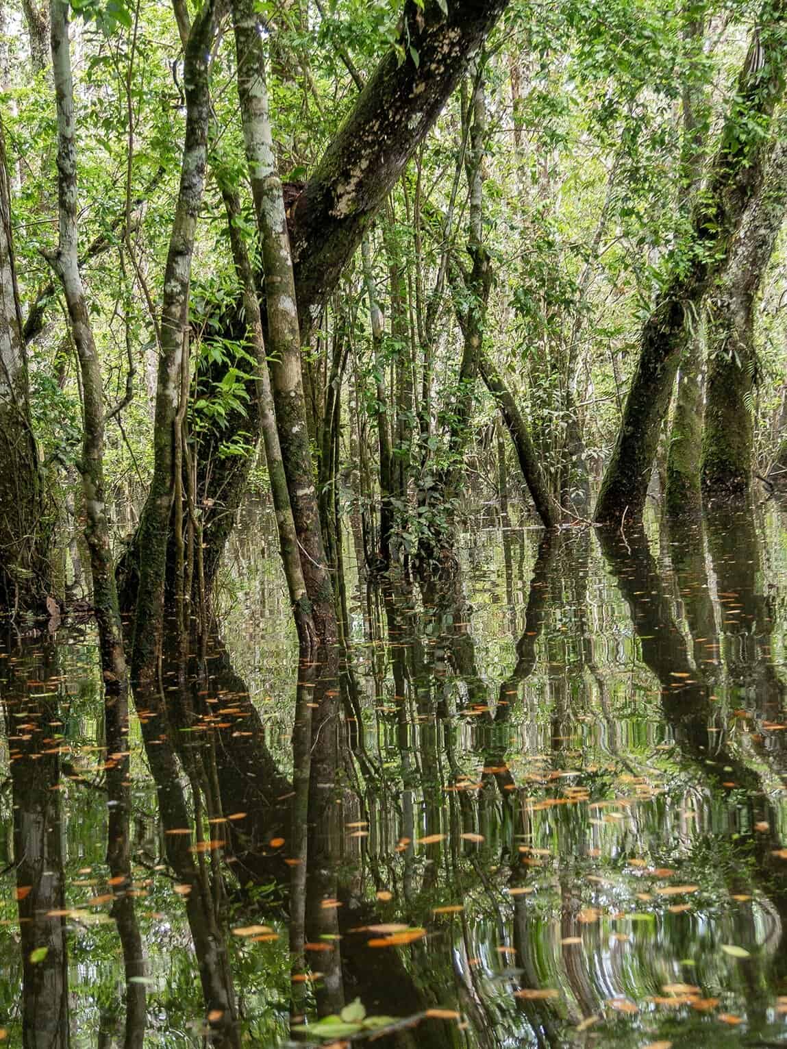 Sentier Laguna del Silencio, Parc National Sierra de la Macarena (Meta), Colombie