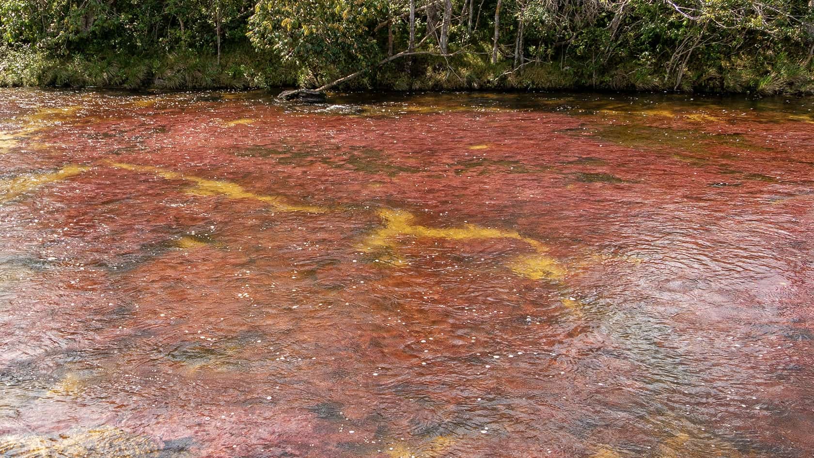 Tapete rouge de Caño Cristales, sentier Los Pianos, Parc National Sierra de la Macarena (Meta), Colombie