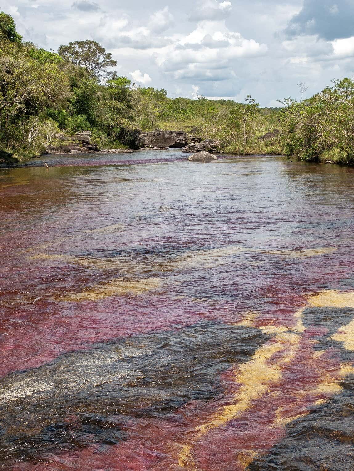 Caño Cristales, sentier Los Pianos, Parc National Sierra de la Macarena (Meta), Colombie