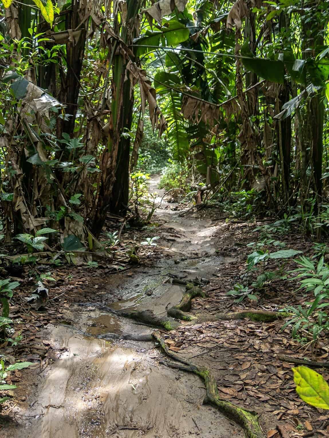Sentier Pailones, Parc National Sierra de la Macarena (Meta), Colombie