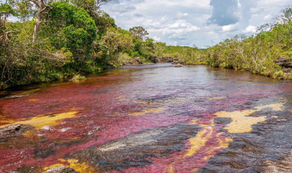 Rivière colorée de Caño Cristales, La Macarena, Colombie