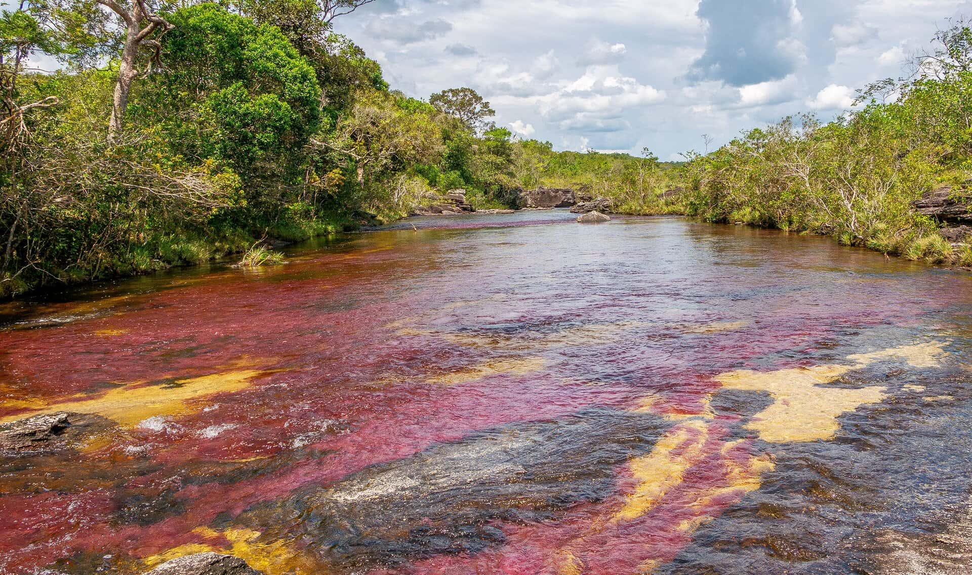 Rivière colorée de Caño Cristales, La Macarena, Colombie