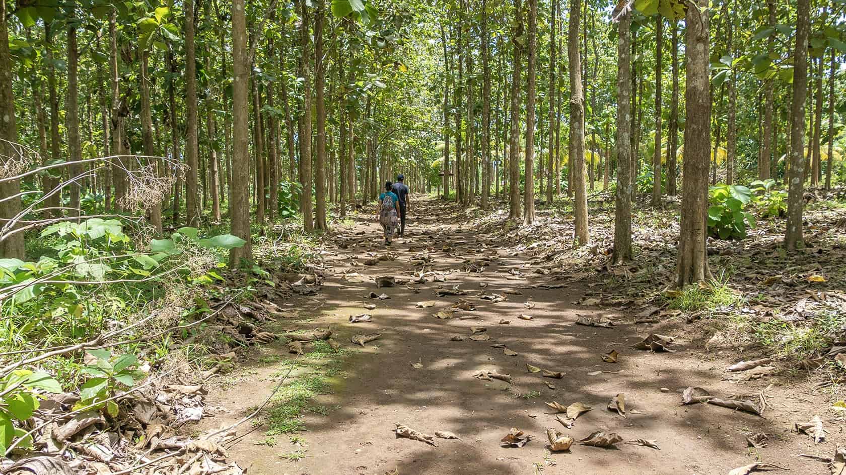 Forêt, Parc archéologique de Santa María la Antigua del Darién, Chocó, Colombie