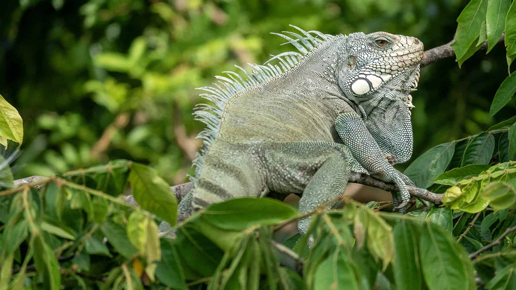 Iguane vert, rio Guayabero, La Macarena, Colombie