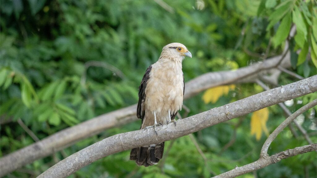 Caracara cabeza amarilla, río Guayabero, La Macarena, Colombia