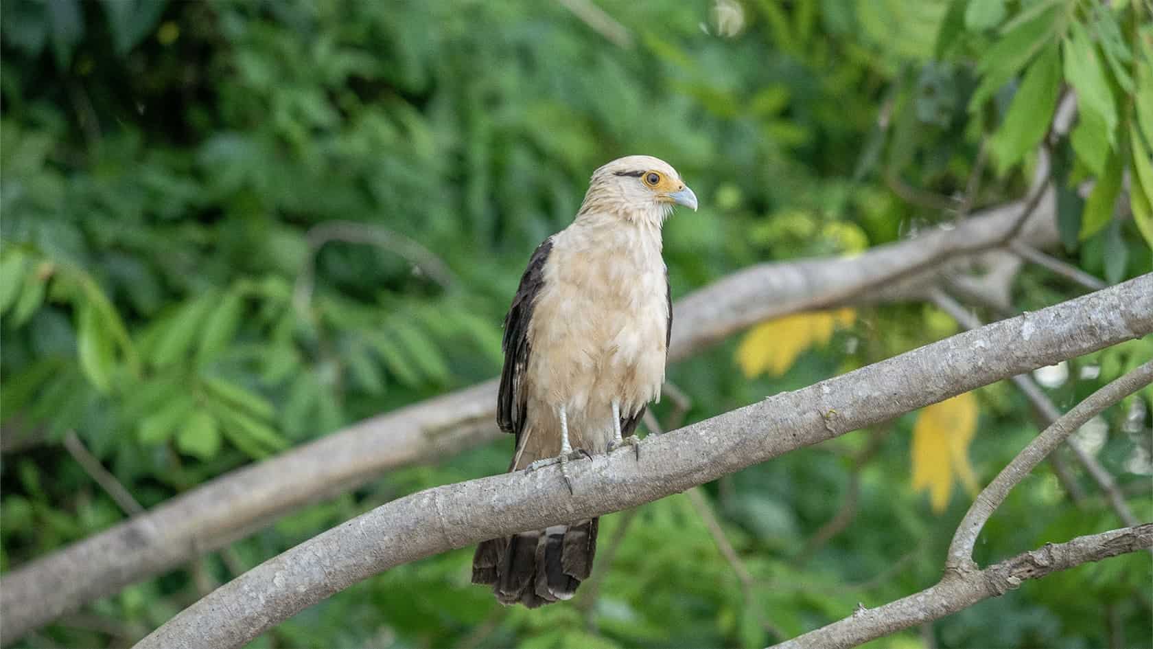 Caracara à tête jaune, rio Guayabero, La Macarena, Colombie