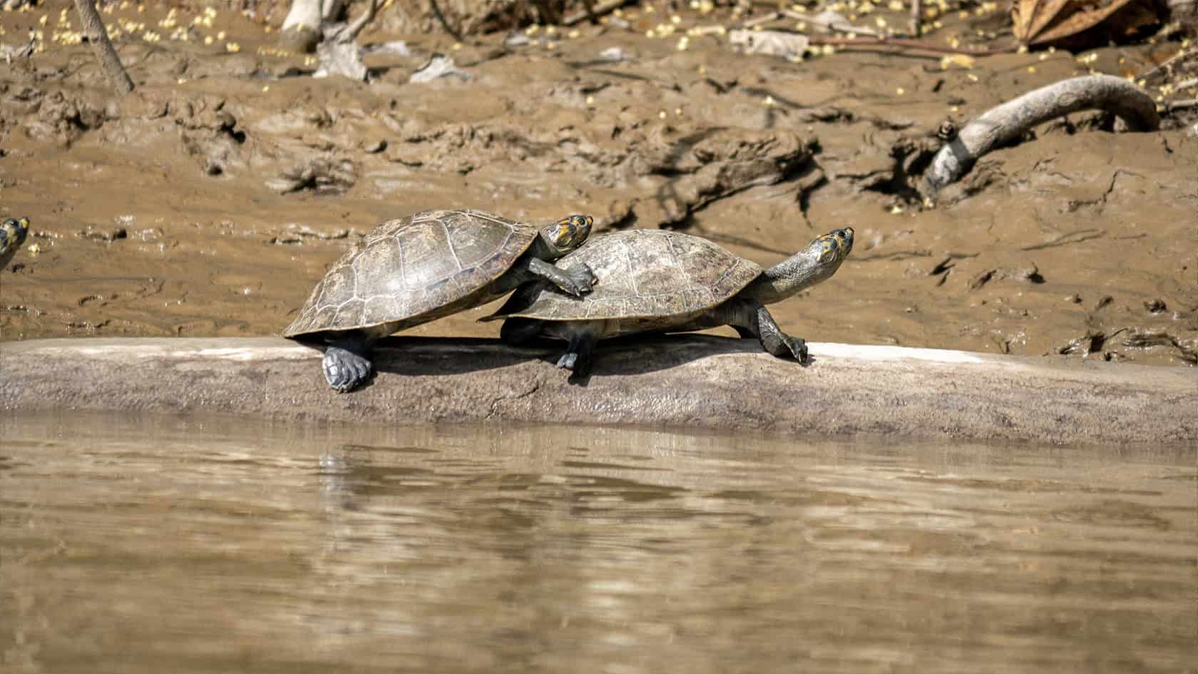 Tortues, rio Guayabero, La Macarena, Colombie