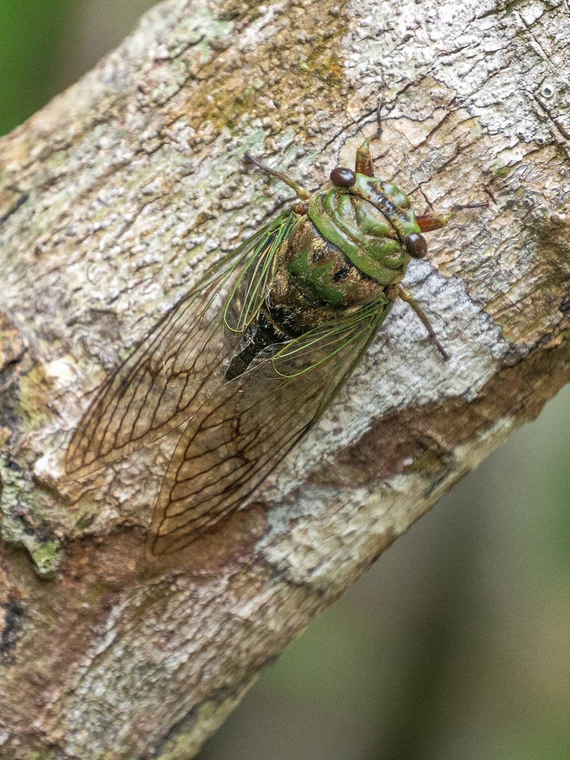 Cigale,Parc National Sierra de La Macarena, Colombie