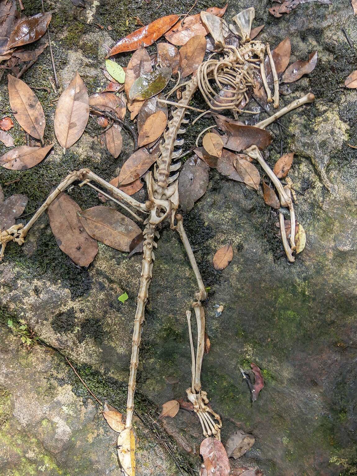 Squelette de singe, Parc National Sierra de La Macarena, Colombie