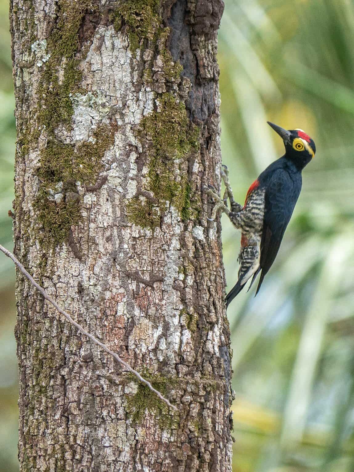 Pic à chevron d'or, Parc National Sierra de La Macarena, Colombie
