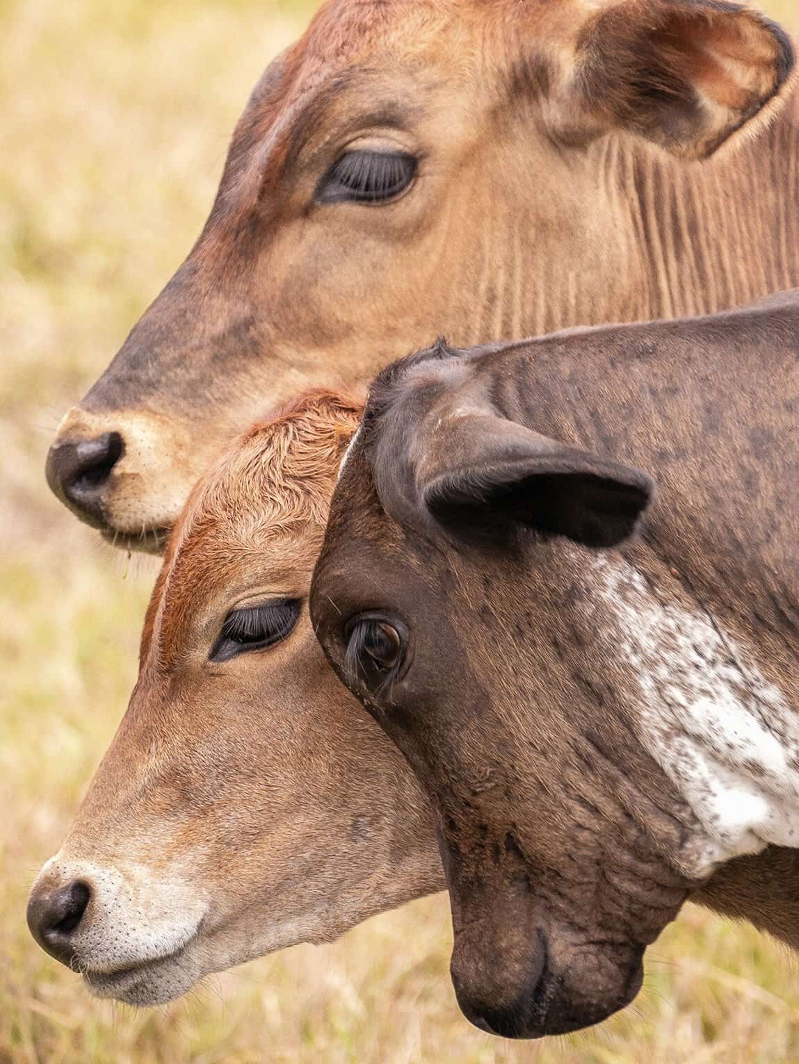 Portrait de 3 vaches, La Macarena, Colombie
