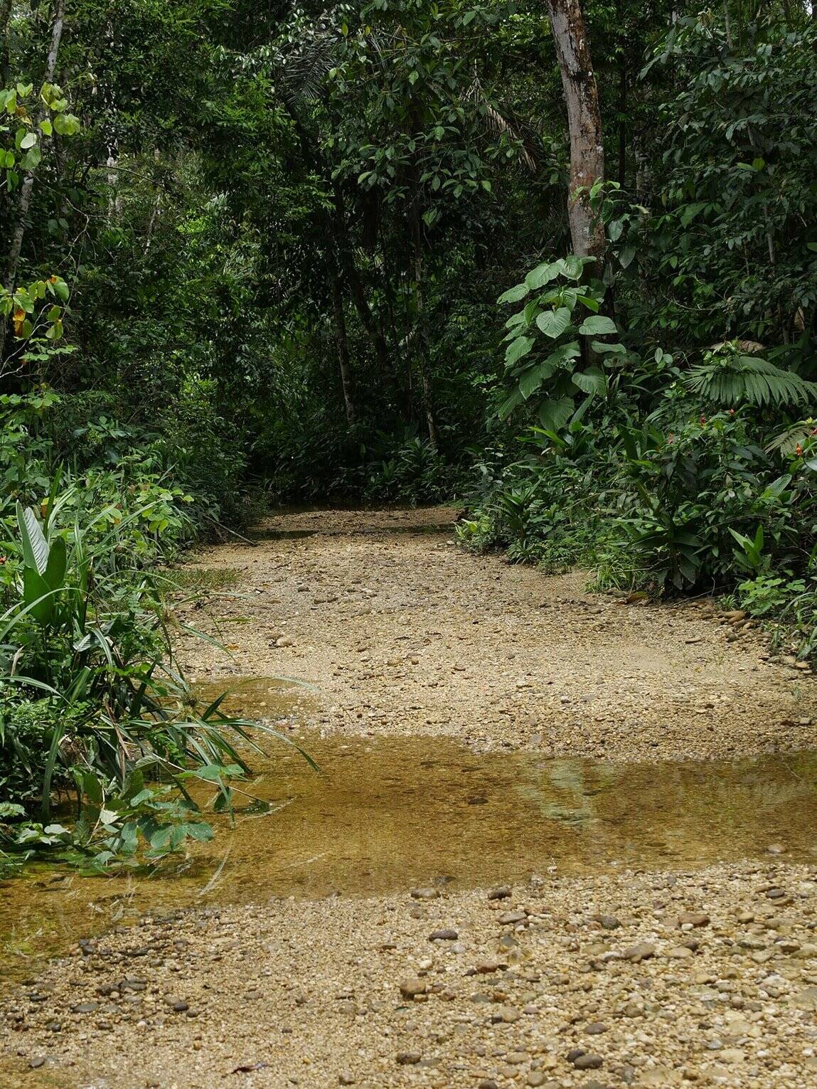 Sentier de randonnée, Laguna del Silencio, La Macarena, Colombie