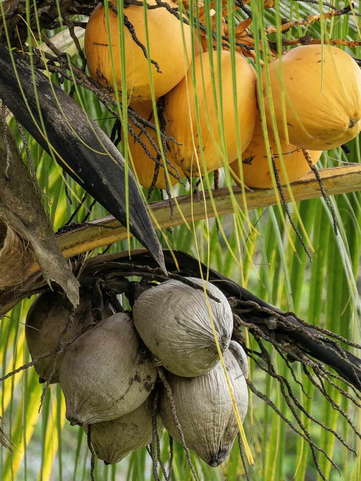 Noix de coco, La Macarena, Colombie