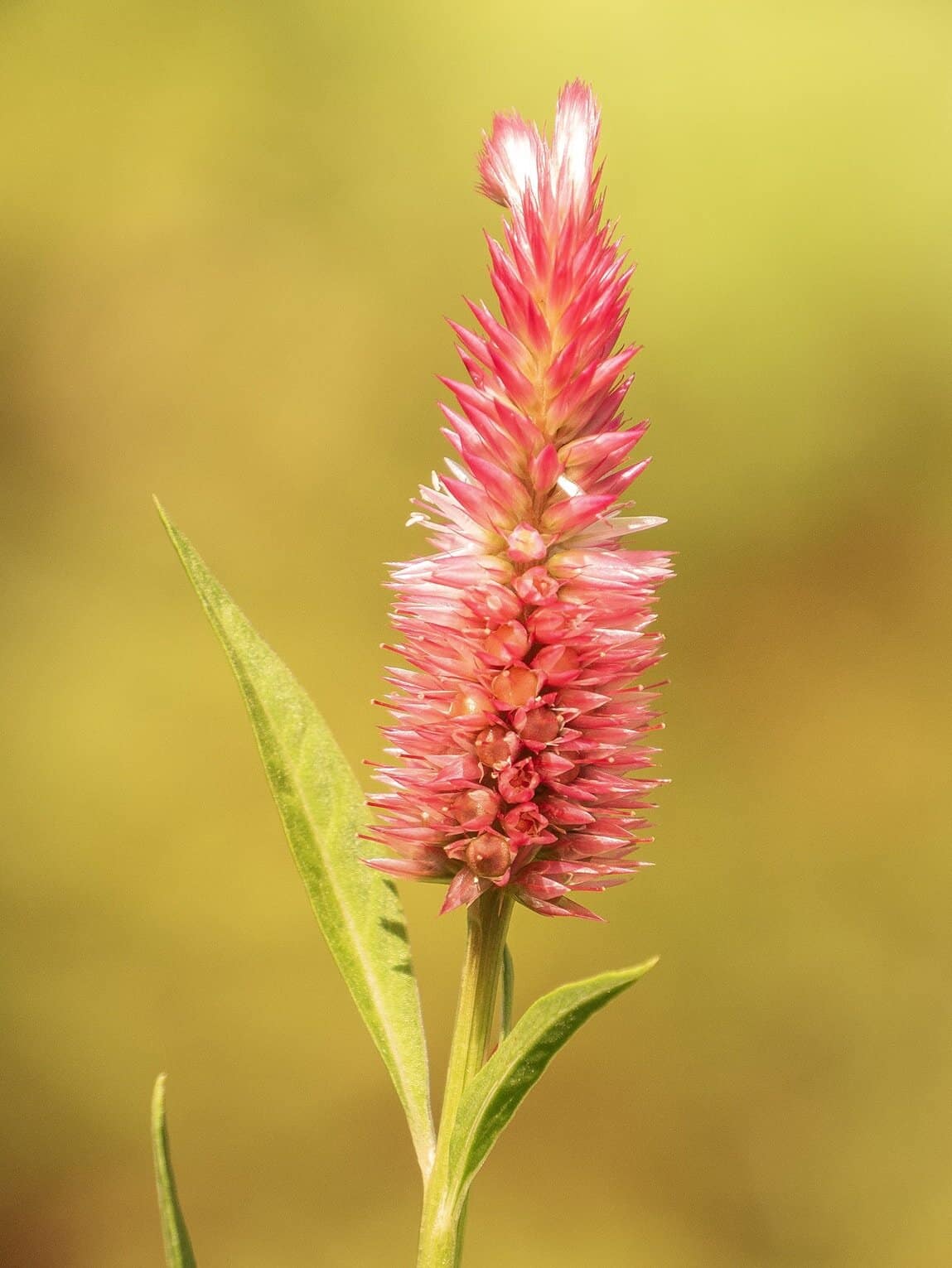 Fleur dans le Parc National Sierra de La Macarena, Colombie