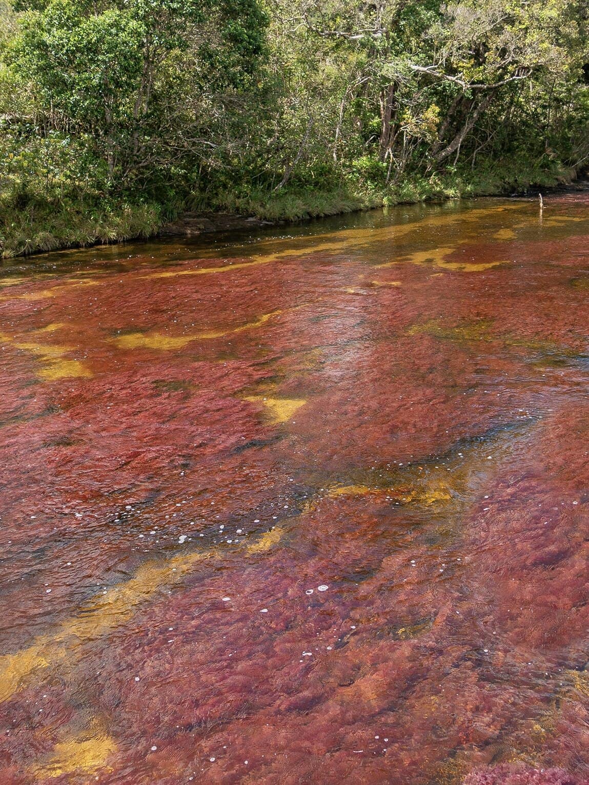 Tapetes dans le Parc National Sierra de La Macarena, Colombie