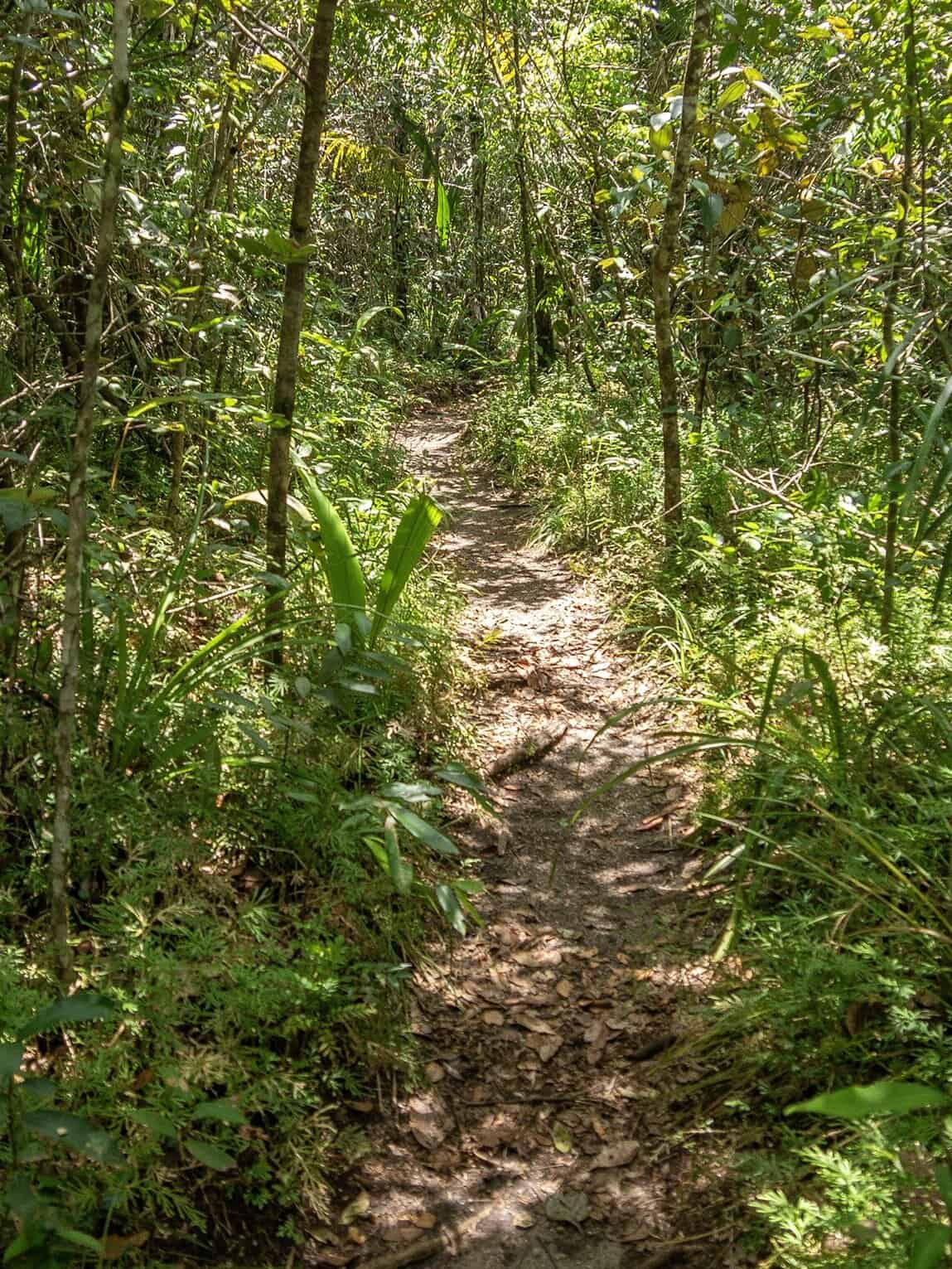 Sentier en forêt dans le Parc National Sierra de La Macarena, Colombie