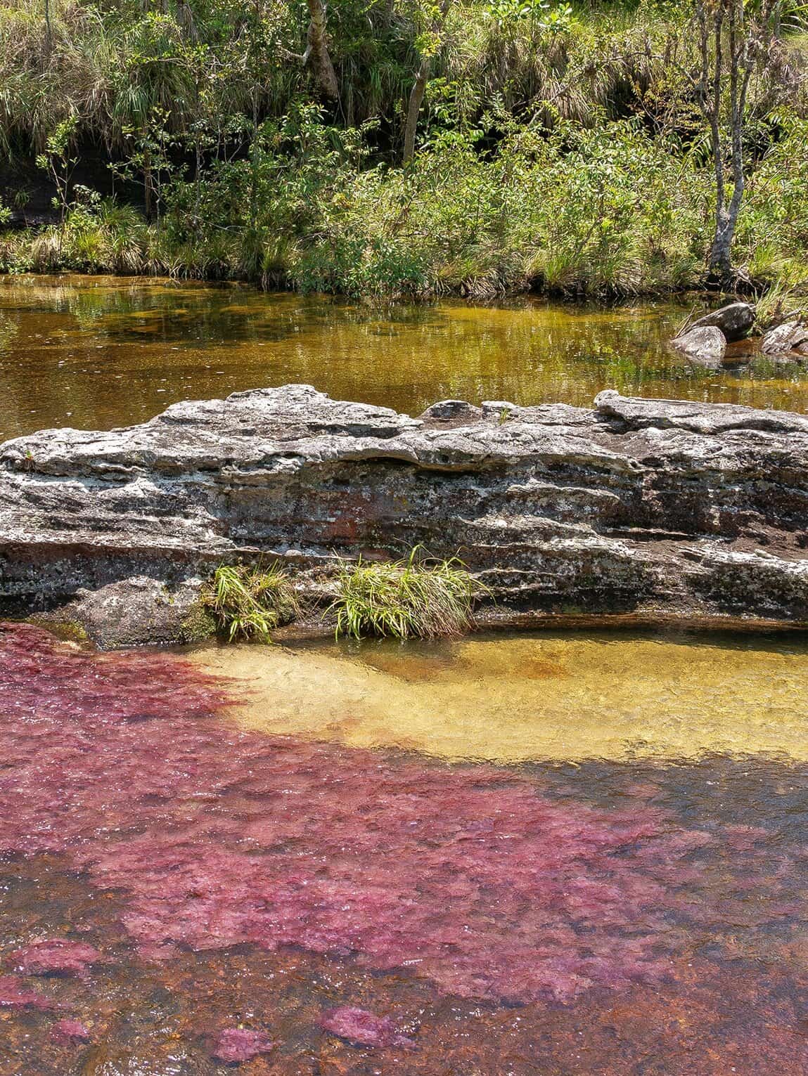 Caño cristales dans le Parc National Sierra de La Macarena, Colombie