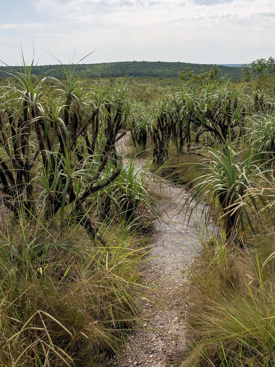 Parc National Sierra de La Macarena, Colombie
