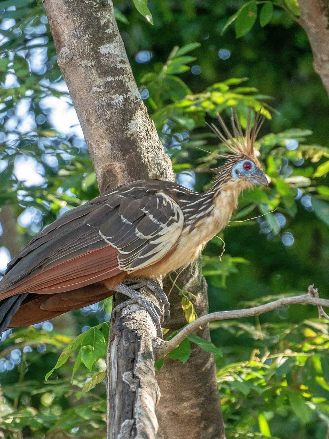 Hoatzin, rio Guayabero, La Macarena, Colombie
