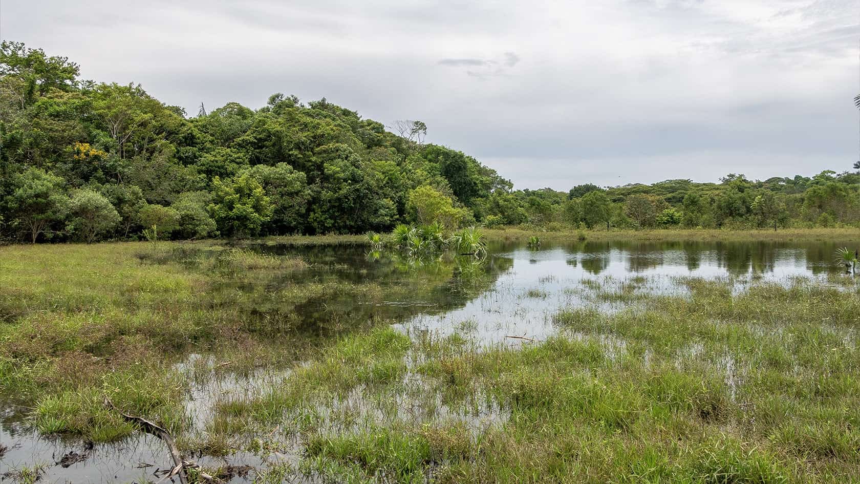 Champs inondé, Parc National Sierra de La Macarena, Colombie