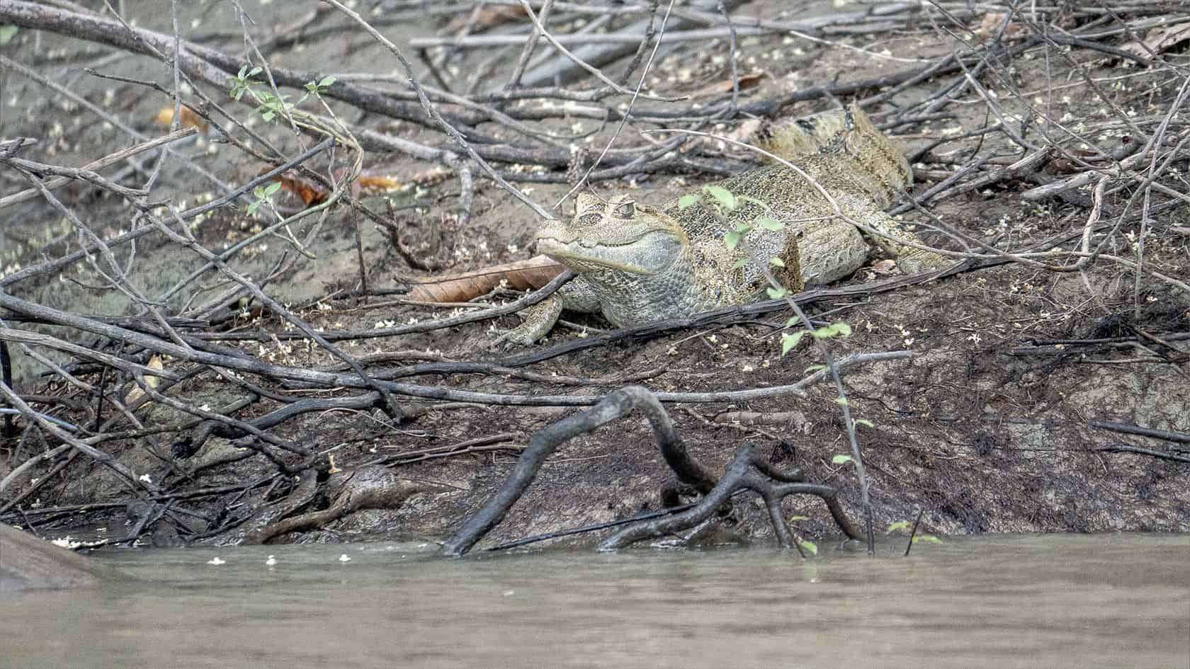 Caiman, rio Guayabero, La Macarena, Colombie