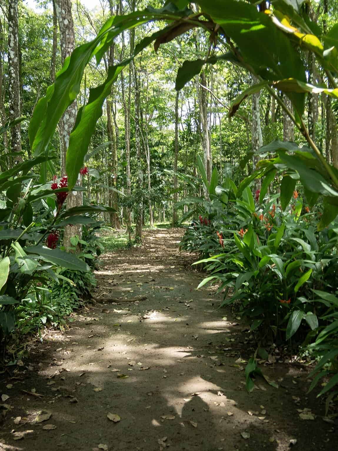 Sentier dans le parc, Parc archéologique de Santa María la Antigua del Darién, Chocó, Colombie