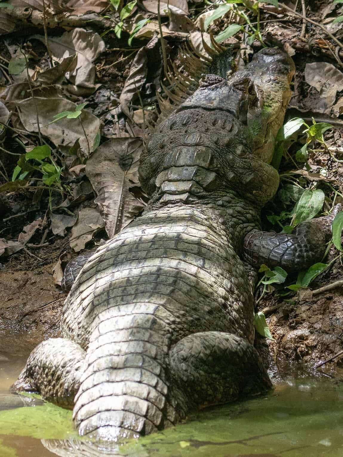Crocodile, Parc archéologique de Santa María la Antigua del Darién, Chocó, Colombie