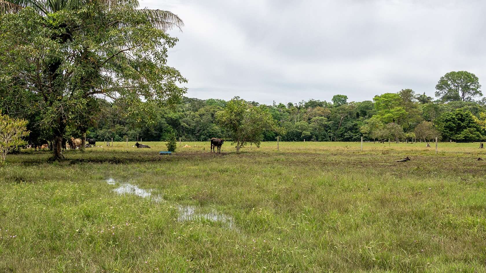 Près et paturage, La Macarena, Colombie