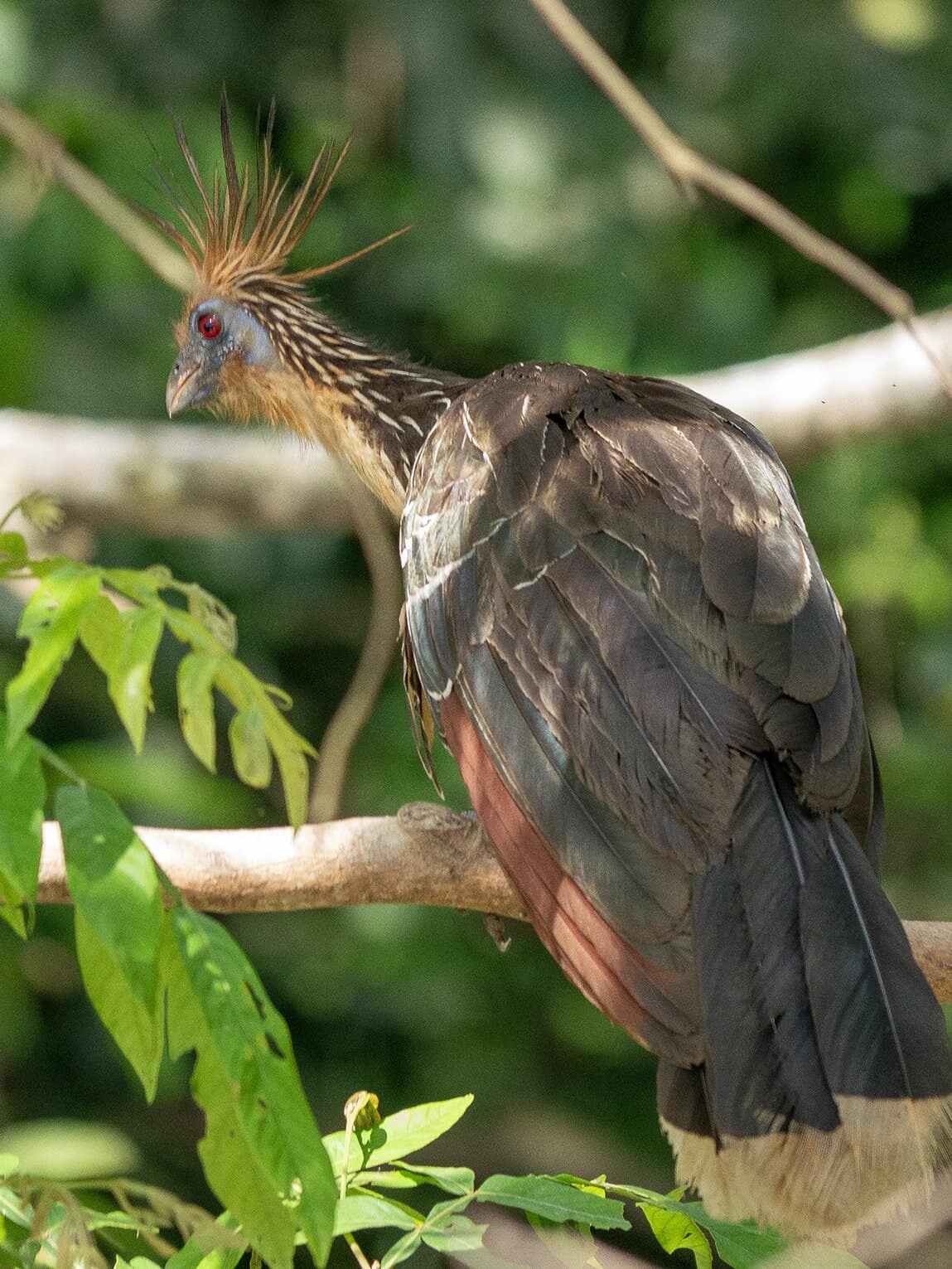 Sentier Caño Cristalitos – Mirador, Parc National Sierra de la Macarena, Colombie