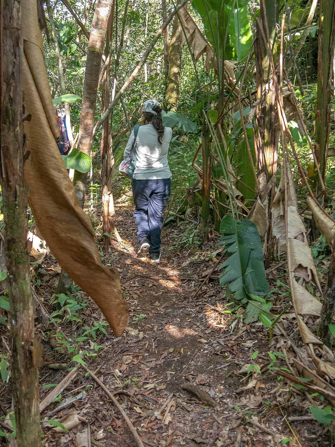 Sentier Caño Cristalitos – Mirador, Parc National Sierra de la Macarena, Colombie