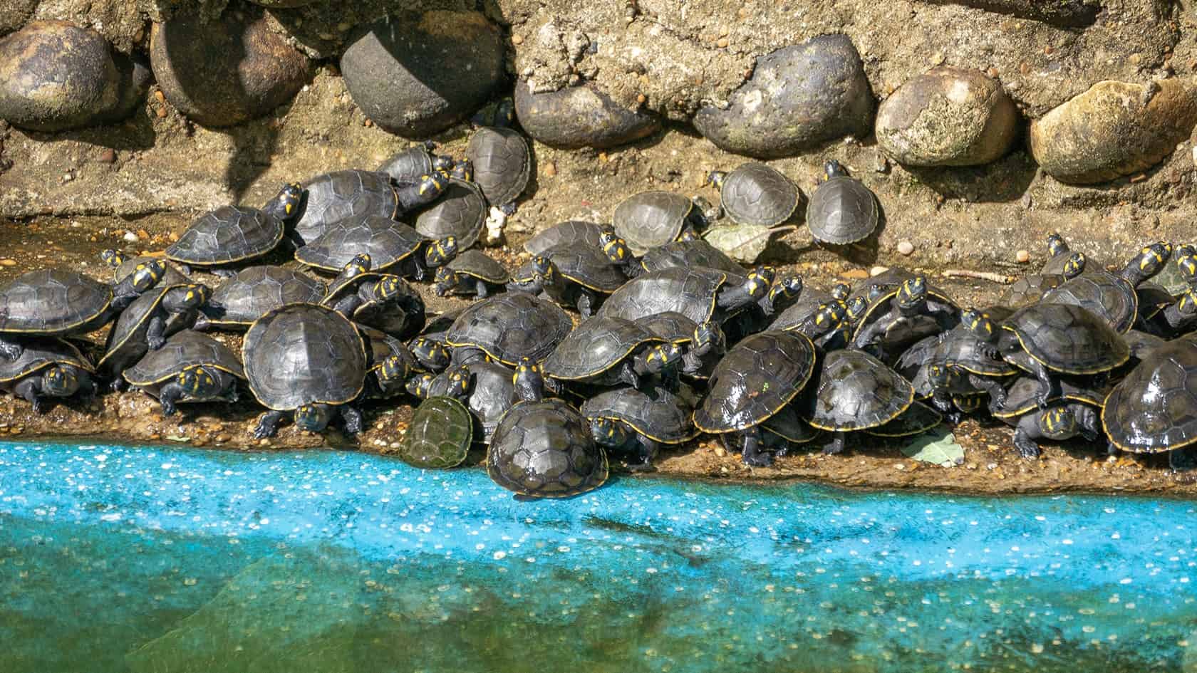 Sentier Caño Cristalitos – Mirador, Parc National Sierra de la Macarena, Colombie