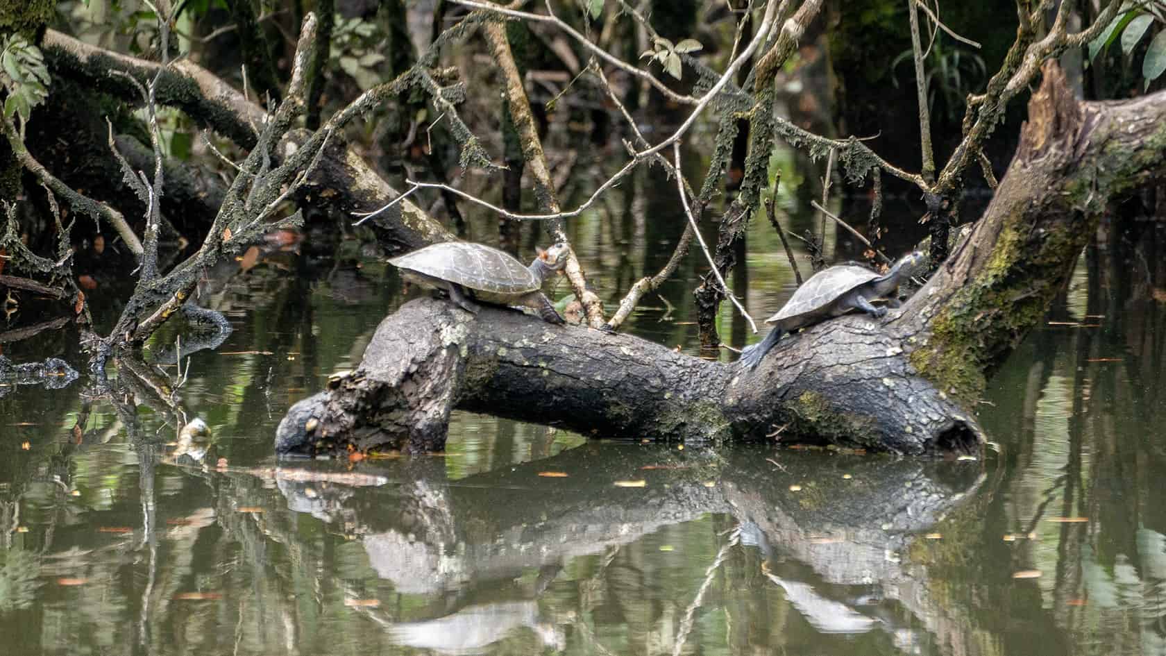 Sentier Laguna del Silencio, Parc National Sierra de la Macarena, Colombie