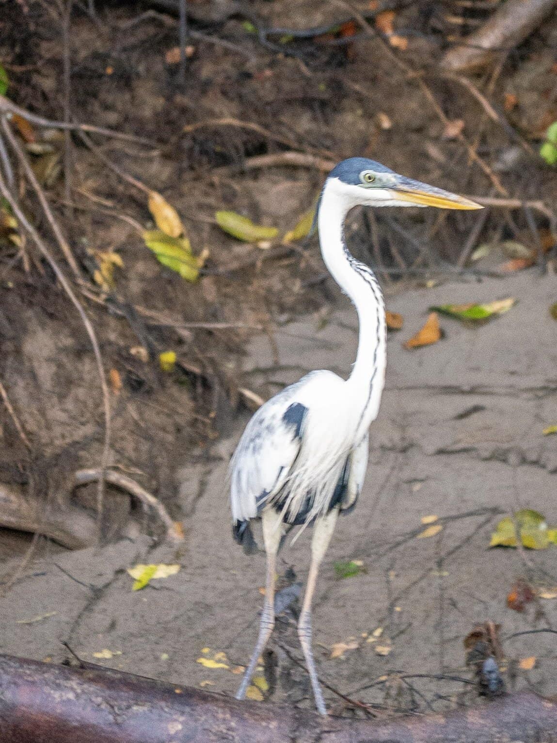 Sentier Laguna del Silencio, Parc National Sierra de la Macarena, Colombie
