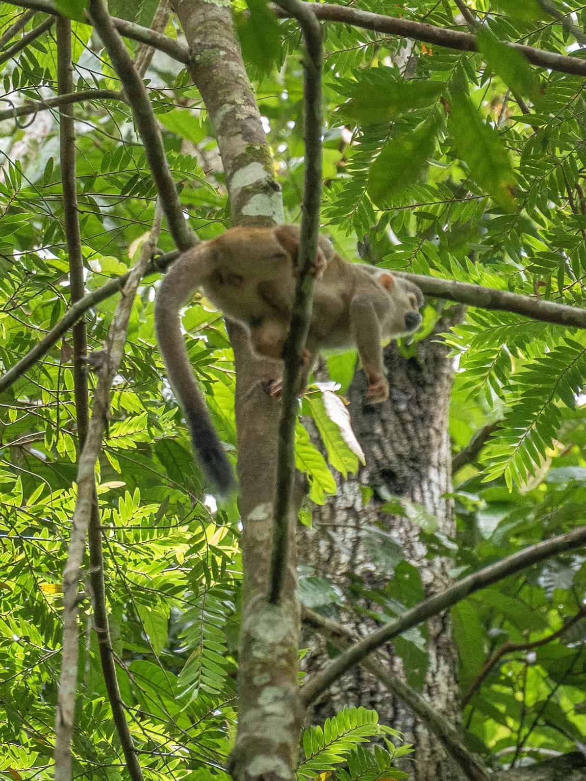 Sentier Laguna del Silencio, Parc National Sierra de la Macarena, Colombie