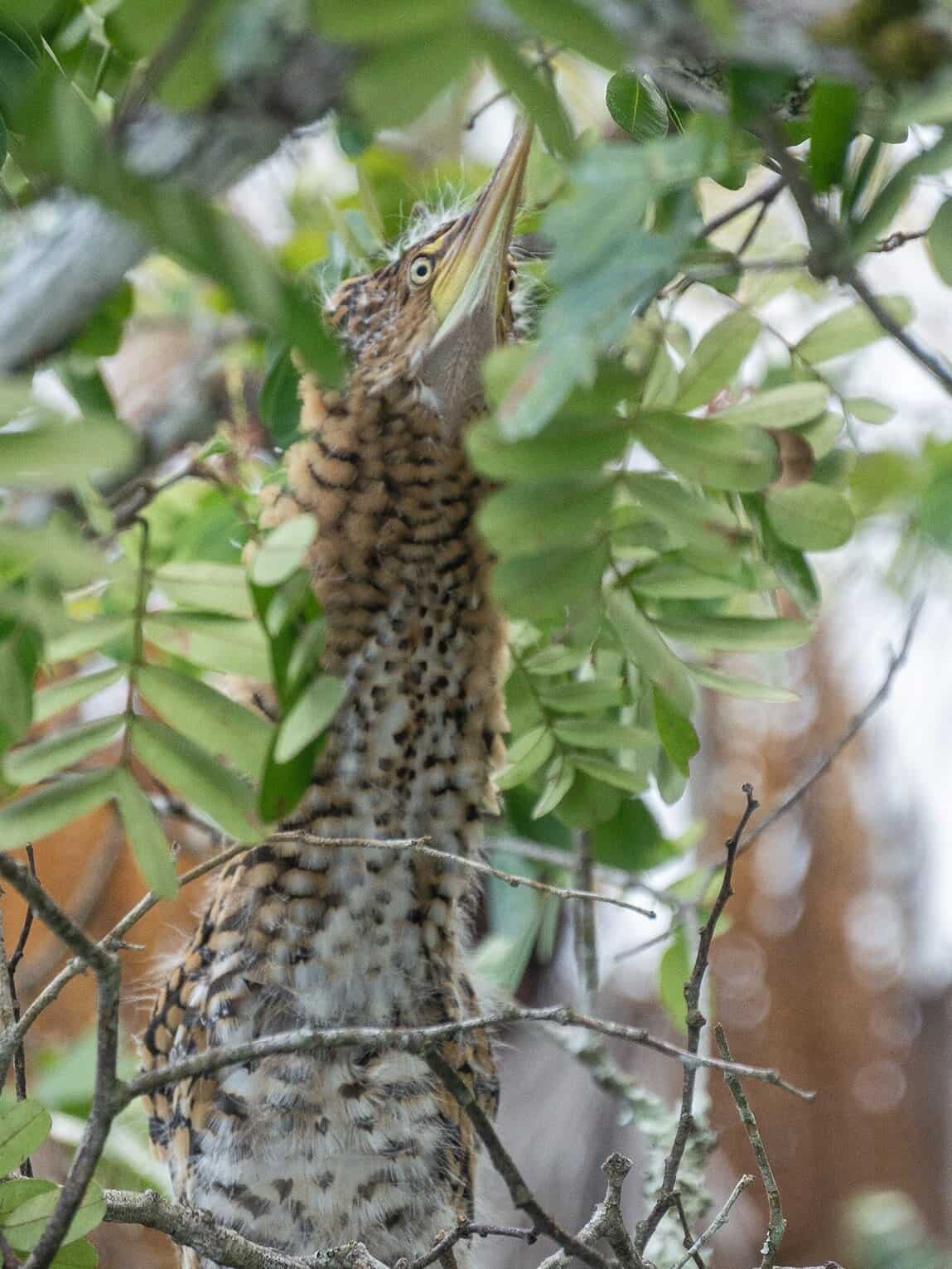 Sentier Laguna del Silencio, Parc National Sierra de la Macarena, Colombie