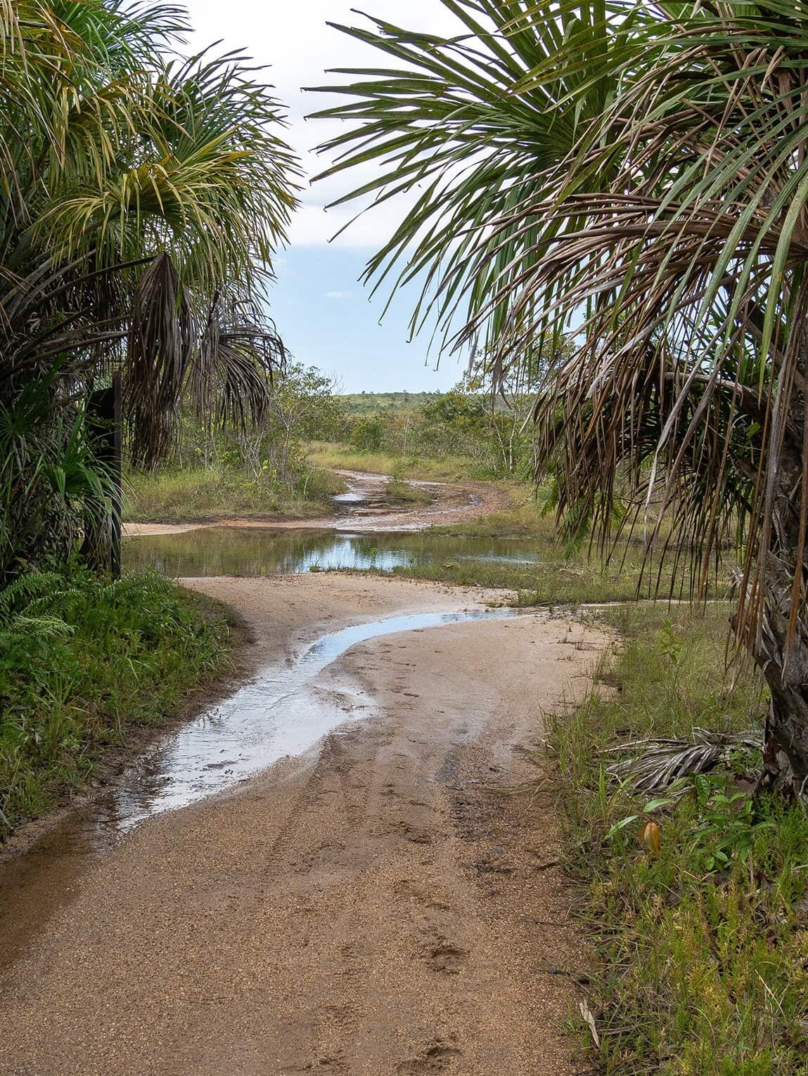 Sentier Los Pianos, Parc National Sierra de la Macarena, Colombie