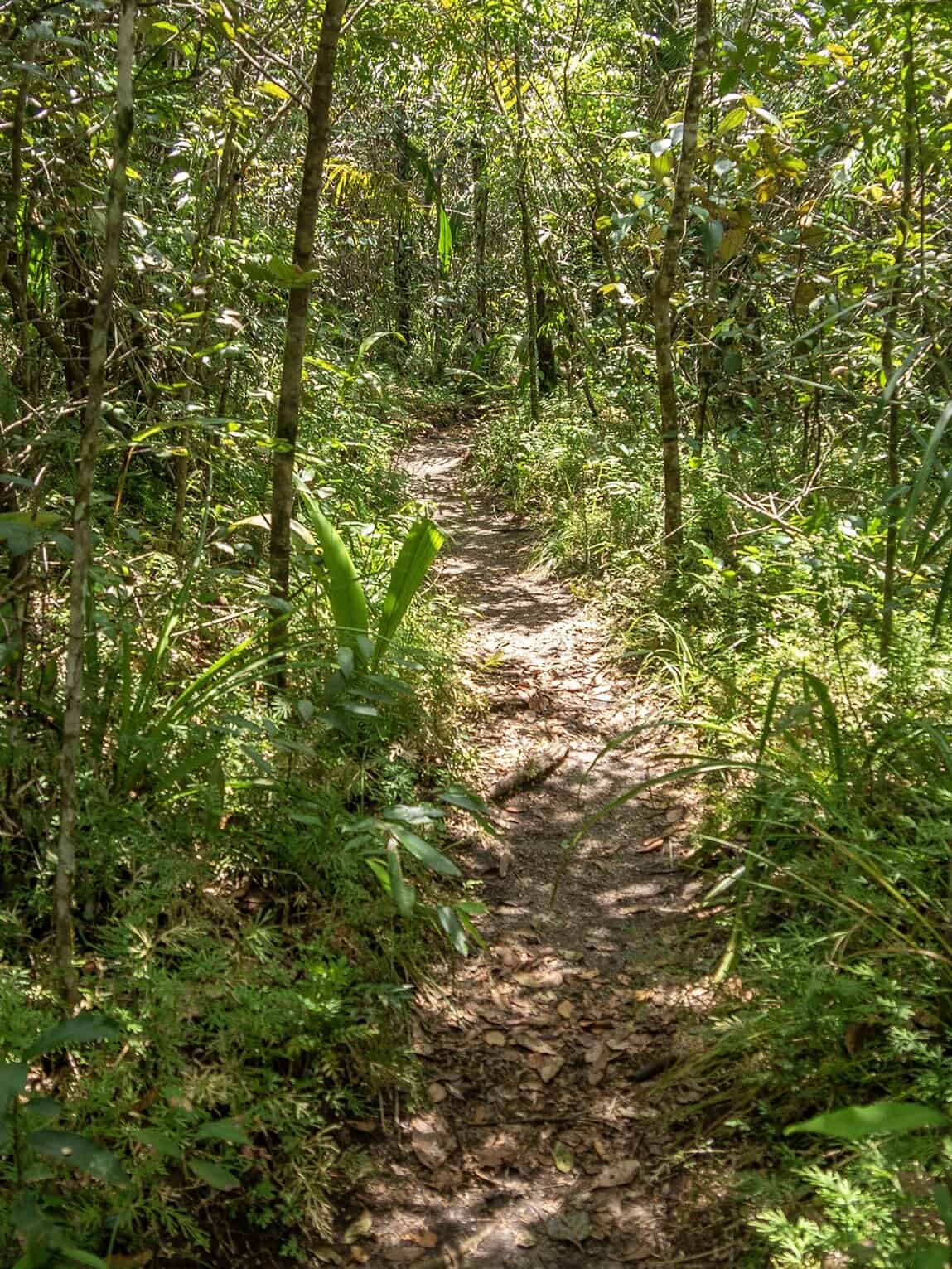 Sentier Los Pianos, Parc National Sierra de la Macarena, Colombie