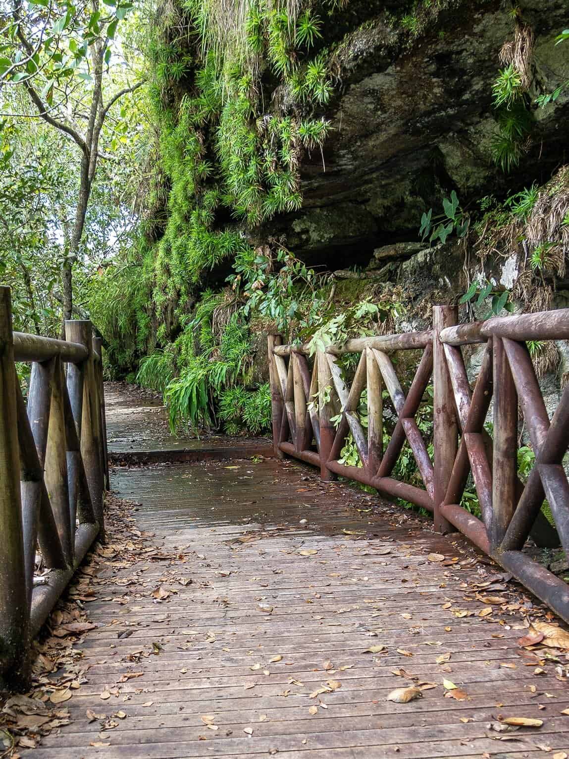 Sentier Los Pianos, Parc National Sierra de la Macarena, Colombie