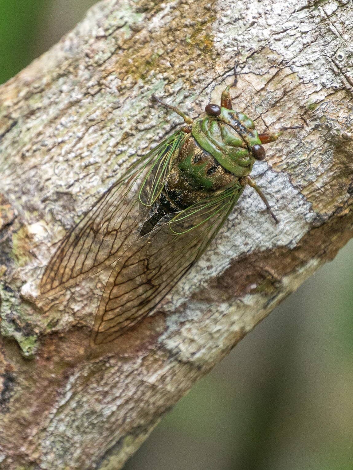 Sentier Pailones, Parc National Sierra de la Macarena, Colombie